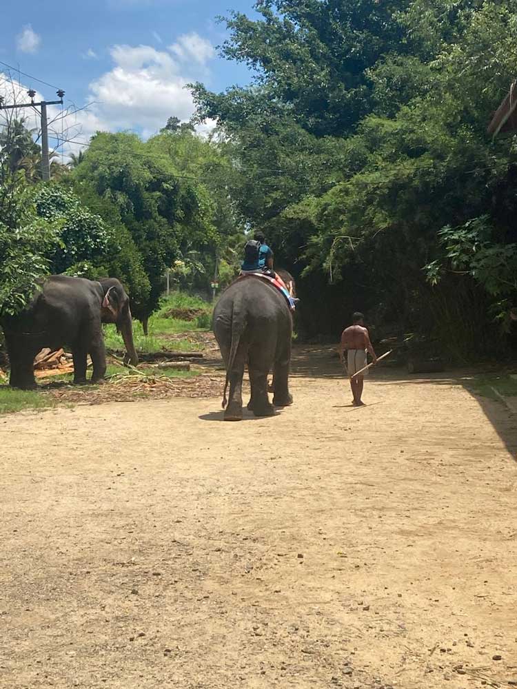 Kandy Best Tours
