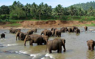 Kandy Best Tours