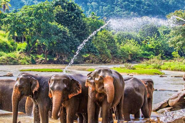 Kandy Best Tours
