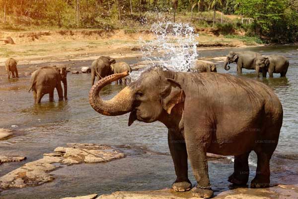 Kandy Best Tours